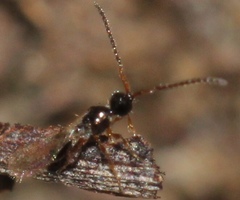 Diapriinae