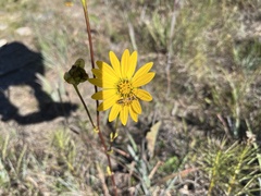 Silphium terebinthinaceum