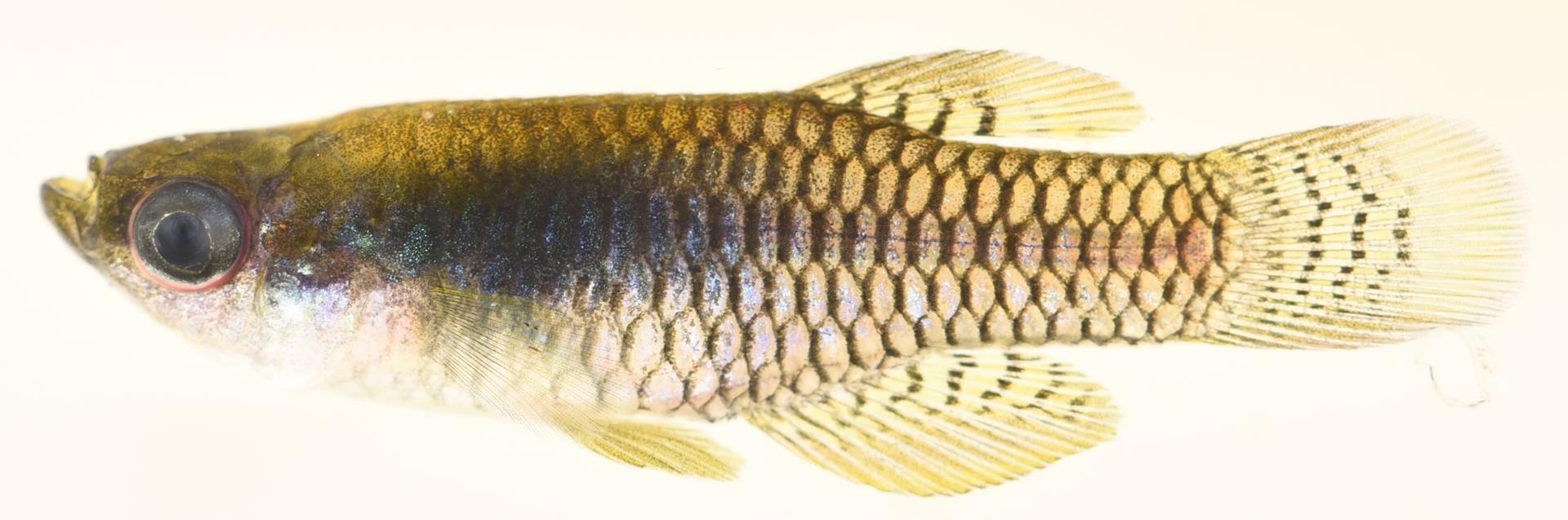 Lacustricola hutereaui