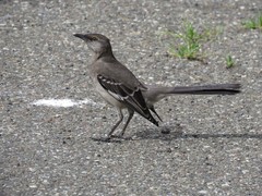 Mimus polyglottos