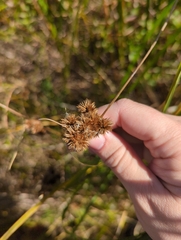 Juncus torreyi