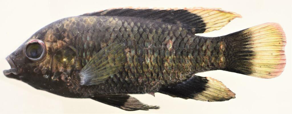 Longfin tilapia (Oreochromis macrochir) — Cichlidae