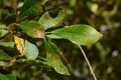 Melampsora epitea