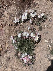 Oenothera cespitosa
