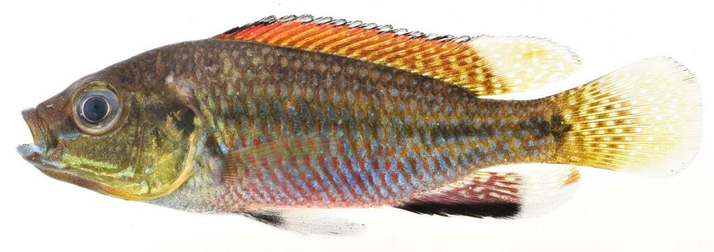 Dwarf mouthbrooder (Pseudocrenilabrus nicholsi) — Cichlidae
