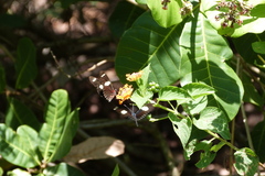 Heliconius sara