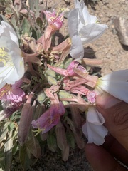 Oenothera cespitosa