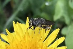 Asemosyrphus mexicanus