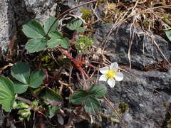 Fragaria virginiana