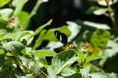 Heliconius sara