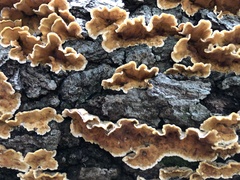 Stereum gausapatum