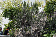 Euphorbia antiquorum