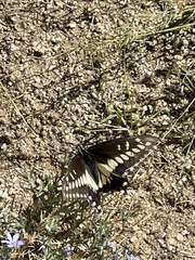 Papilio polyxenes rudkini