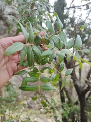 Pistacia atlantica