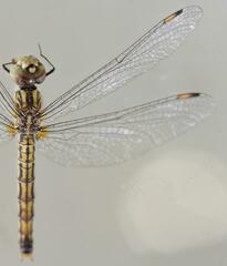 Brachythemis leucosticta
