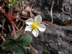 Fragaria virginiana
