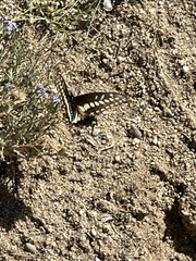 Papilio polyxenes rudkini