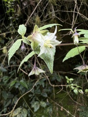Jaltomata viridiflora