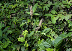 Uraria crinita