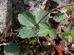 Fragaria virginiana