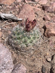 Pediocactus simpsonii