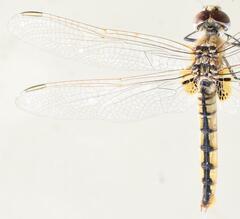 Urothemis edwardsii