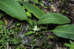 Curcuma parviflora