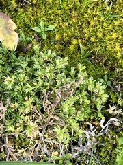 Sagina procumbens