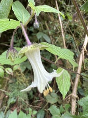 Jaltomata viridiflora