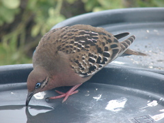 Zenaida galapagoensis