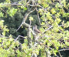 Baeolophus inornatus
