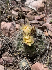 Pediocactus simpsonii