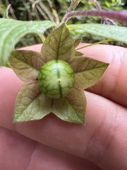 Jaltomata viridiflora