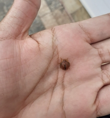 Epilachna cacica