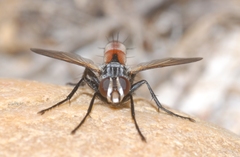 Cylindromyia brassicaria