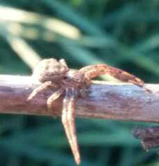 Xysticus