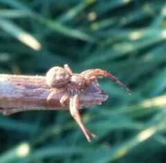Xysticus