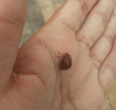 Epilachna cacica