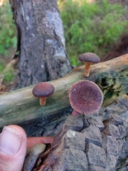 Gymnopilus purpuratus