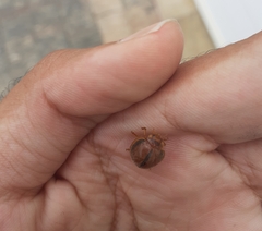 Epilachna cacica