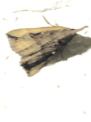 Hypena rostralis