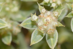 Echinophora spinosa