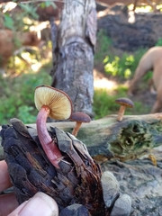 Gymnopilus purpuratus