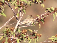 Setophaga coronata auduboni