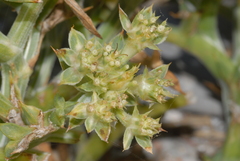 Echinophora spinosa