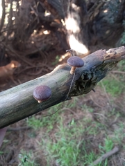 Gymnopilus purpuratus