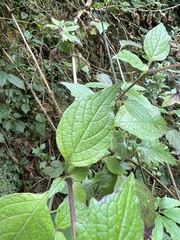 Jaltomata viridiflora