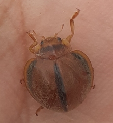 Epilachna cacica