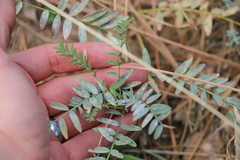 Astragalus douglasii