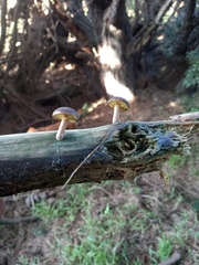 Gymnopilus purpuratus